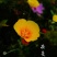 花菱草种子