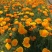 花菱草种子