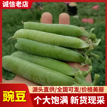 青豌豆产地直供，镰刀豌，中豌豆9号，双11大量有货