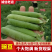 青豌豆产地直供，镰刀豌，中豌豆9号，双11大量有货