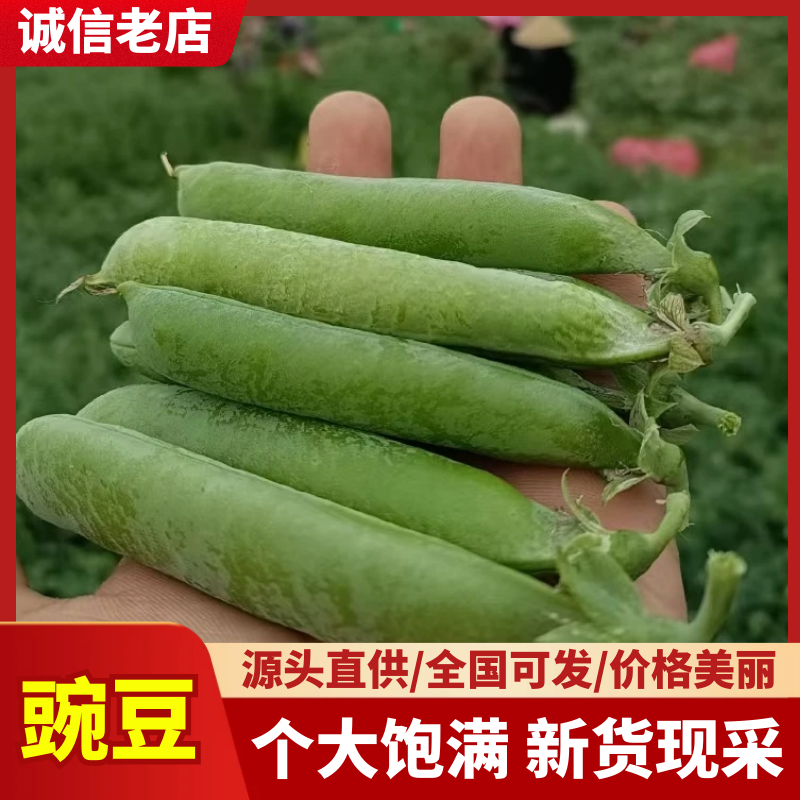 青豌豆产地直供，镰刀豌，中豌豆9号，双11大量有货