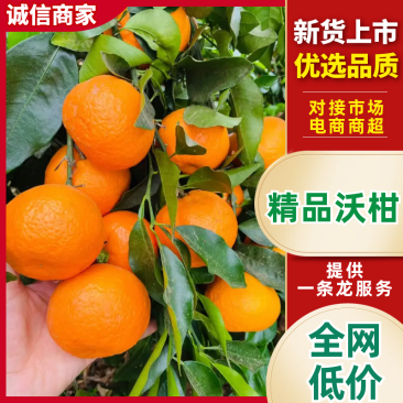沃柑云南沃柑，一手货源（保质保量）对接批发，电联价格可谈