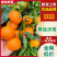 沃柑云南沃柑，一手货源（保质保量）对接批发，电联价格可谈