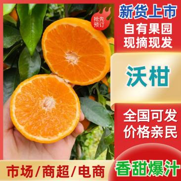 云南宾川高原沃柑大量现货供应，保质保量，对接市场批发商