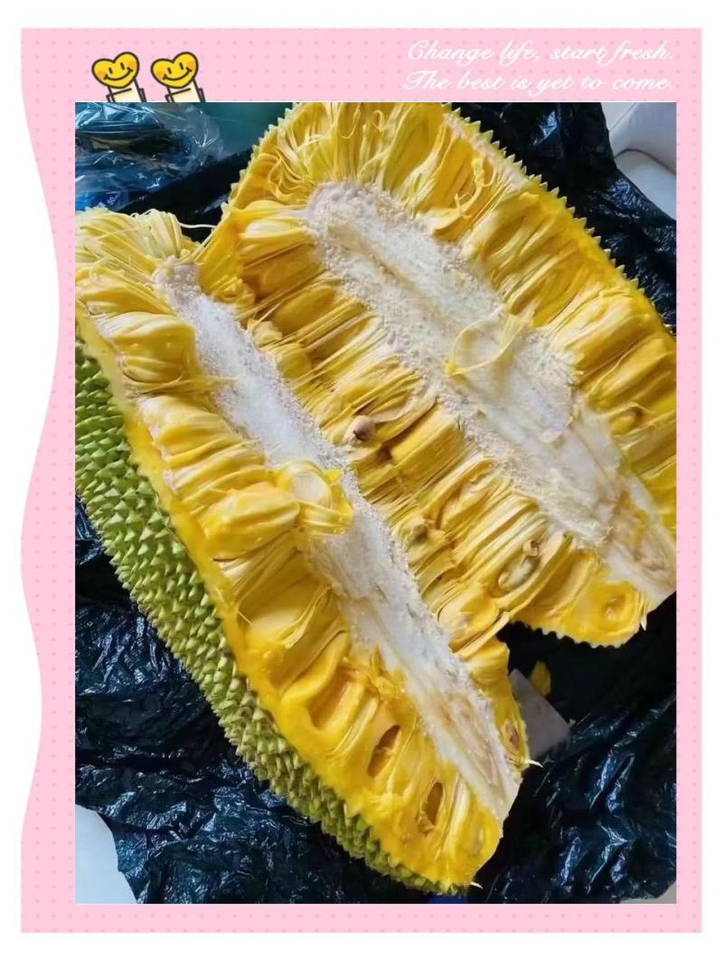 海南菠萝蜜马来西亚1号泰八红肉一手货源可视频