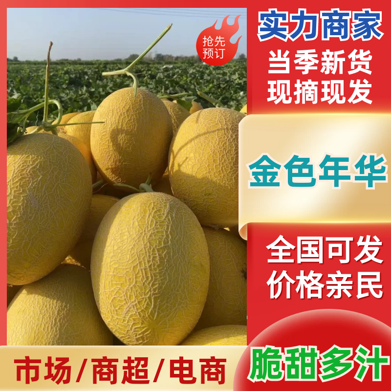 新疆产地金色年华伽师八六王西州蜜产地直发