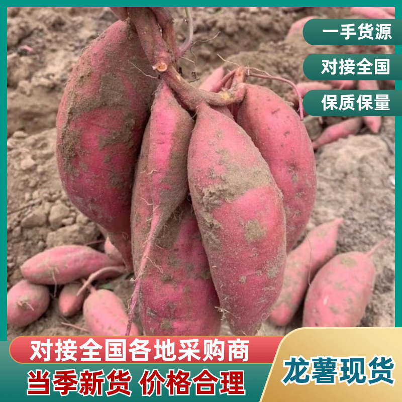 【售后无忧】龙薯龙薯九号产地一手货源价格合理