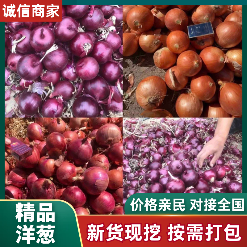 【紫皮紫红洋葱】万亩洋葱基地品种齐全紫红二红