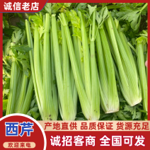 【芹菜常年供应】精品西芹净菜毛菜产地直发常年有货