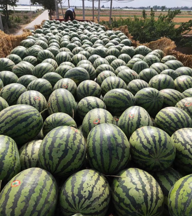 【精品】陕西西瓜无籽西瓜甜王西瓜大量上市保质保量