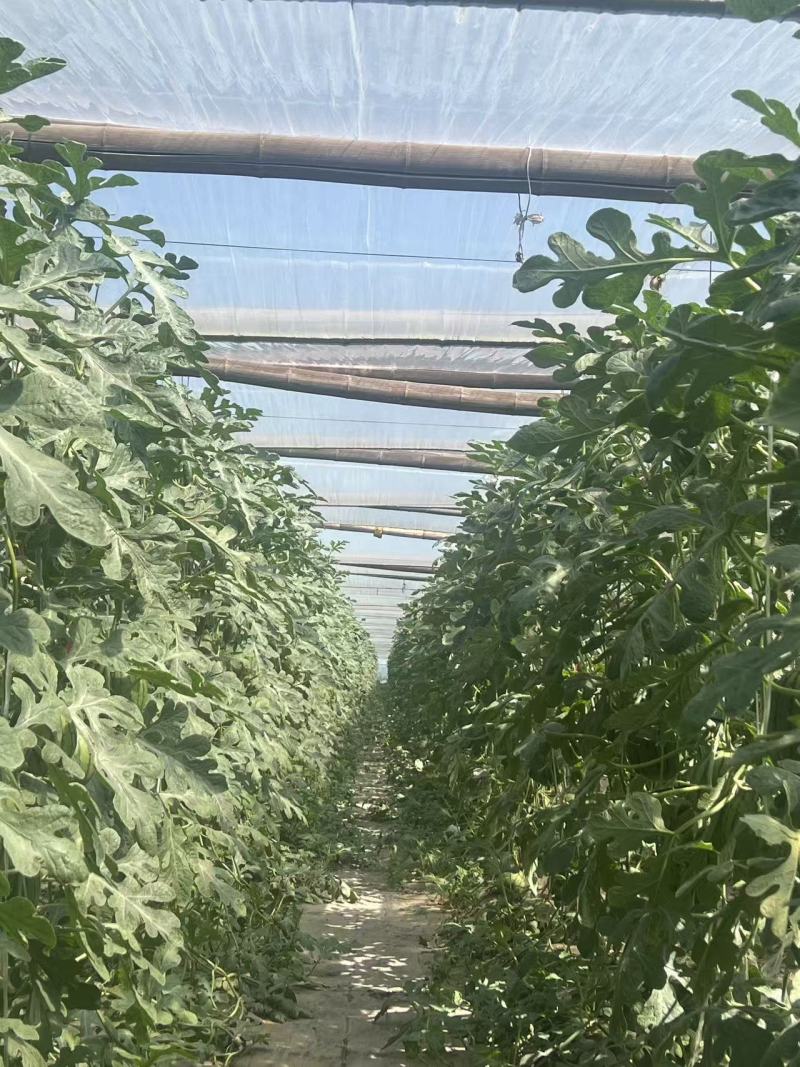 《小糖丸西瓜》河北吊西瓜/保定2K西瓜/L600质量三包