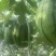 《小糖丸西瓜》河北吊西瓜/保定2K西瓜/L600质量三包