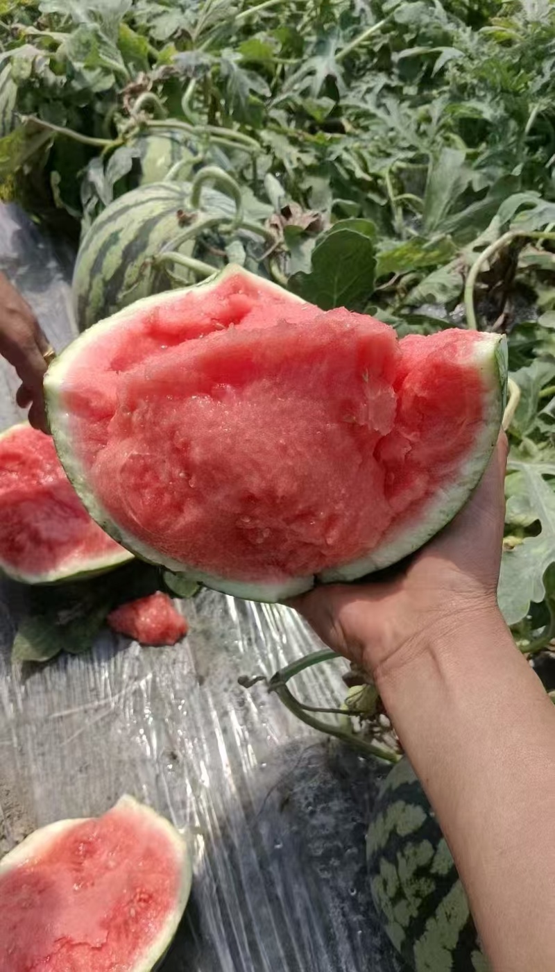 精品美都麒麟西瓜，产地直发，品质保证，可视频看货