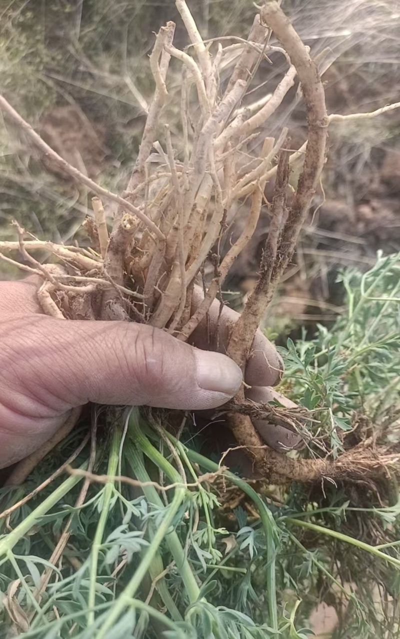 防风天然野生防风自然晾晒风干干湿都有欢迎采购先到先得