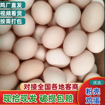 河北鸡场直发粉壳鸡蛋，常年供应36-45斤鸡蛋。高品质低价位