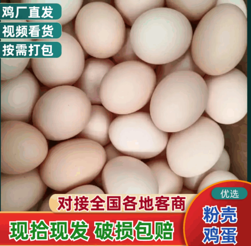 河北鸡场直发粉壳鸡蛋，常年供应36-45斤鸡蛋。高品质低价位