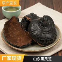 灵芝产地批发山东黑灵芝黑芝灵芝泡酒药厂投料灵芝