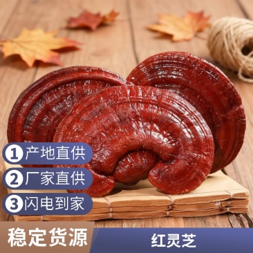 批发红灵芝泰山赤灵芝山东灵芝源头基地专业直供