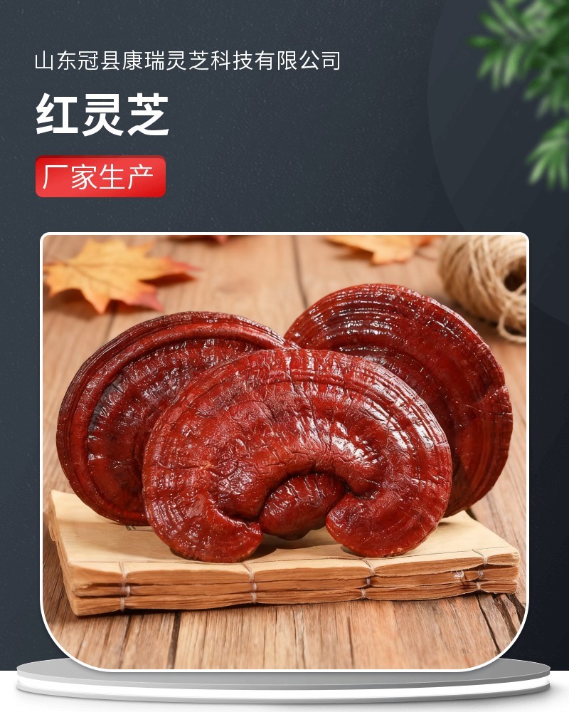 批发红灵芝泰山赤灵芝山东灵芝源头基地专业直供