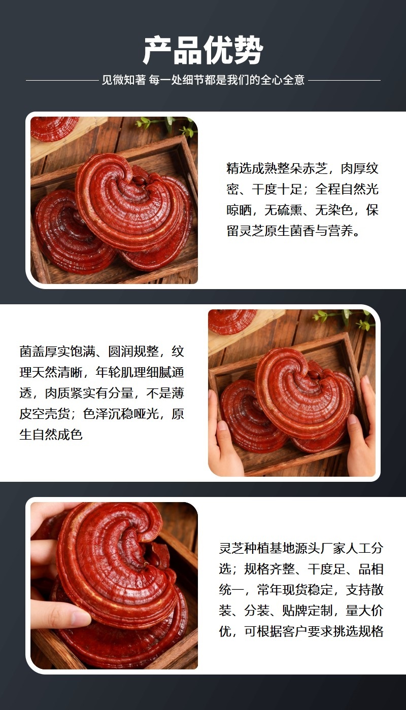 批发红灵芝泰山赤灵芝山东灵芝源头基地专业直供