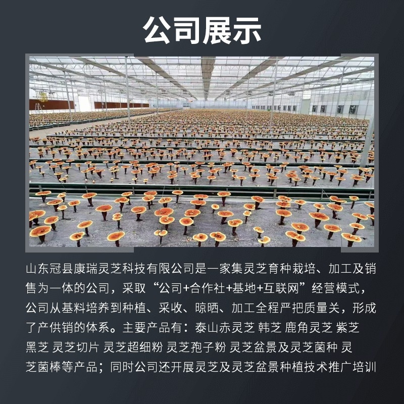 批发红灵芝泰山赤灵芝山东灵芝源头基地专业直供