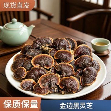 批发鲜灵芝金边灵芝不苦灵芝泡酒煲汤甜灵芝