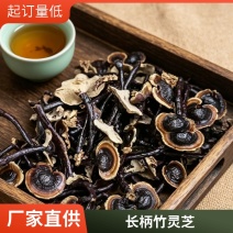 长柄竹灵芝批发黑芝仿野生灵芝不苦香灵芝金边灵芝