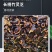 长柄竹灵芝批发黑芝仿野生灵芝不苦香灵芝金边灵芝