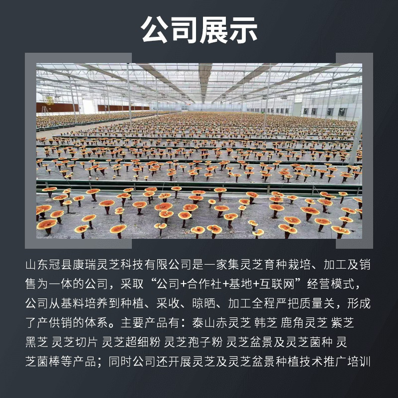 长柄竹灵芝批发黑芝仿野生灵芝不苦香灵芝金边灵芝