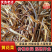 黄花菜条形直颜色漂亮的农家菜常年供应品质保证欢迎咨询