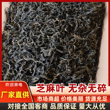 芝麻叶农家自晒芝麻嫩叶