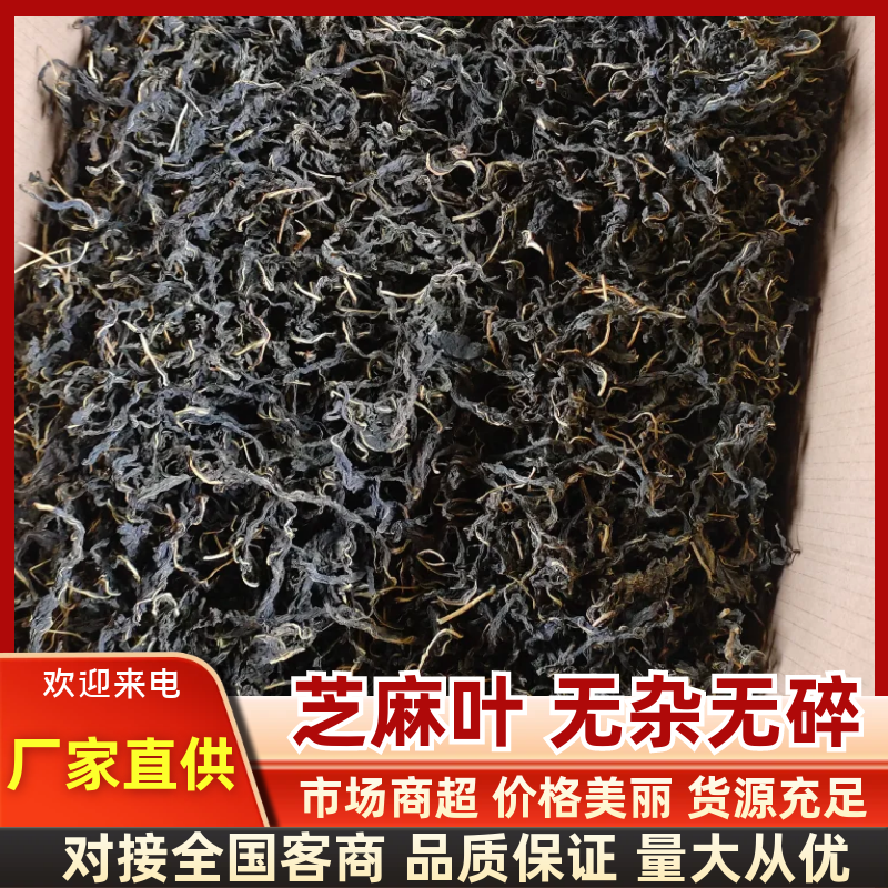 芝麻叶农家自晒芝麻嫩叶