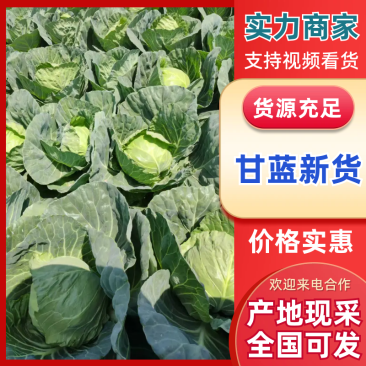 甘蓝颜色翠绿,大量新鲜现货速发，保质保量欢迎选购