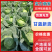 甘蓝颜色翠绿,大量新鲜现货速发，保质保量欢迎选购