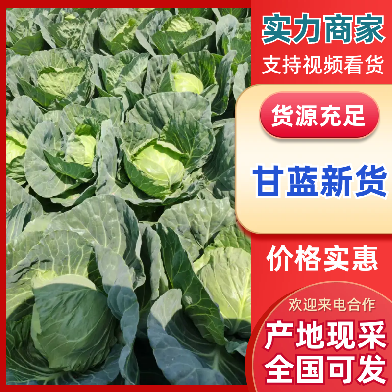 甘蓝颜色翠绿,大量新鲜现货速发，保质保量欢迎选购