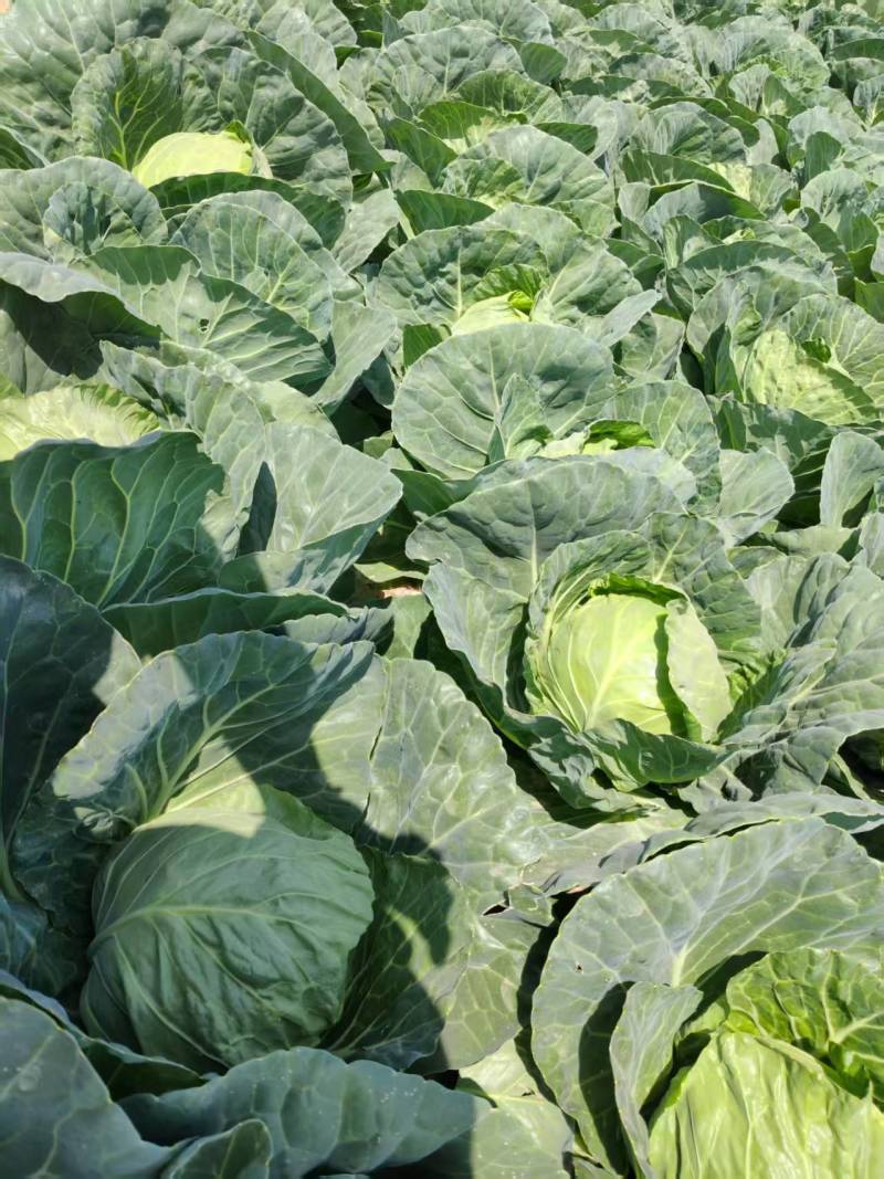 甘蓝颜色翠绿,大量新鲜现货速发，保质保量欢迎选购