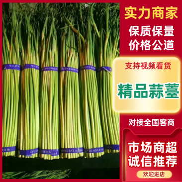 红帽蒜苔，精品蒜薹，大量新鲜现货速发欢迎选购