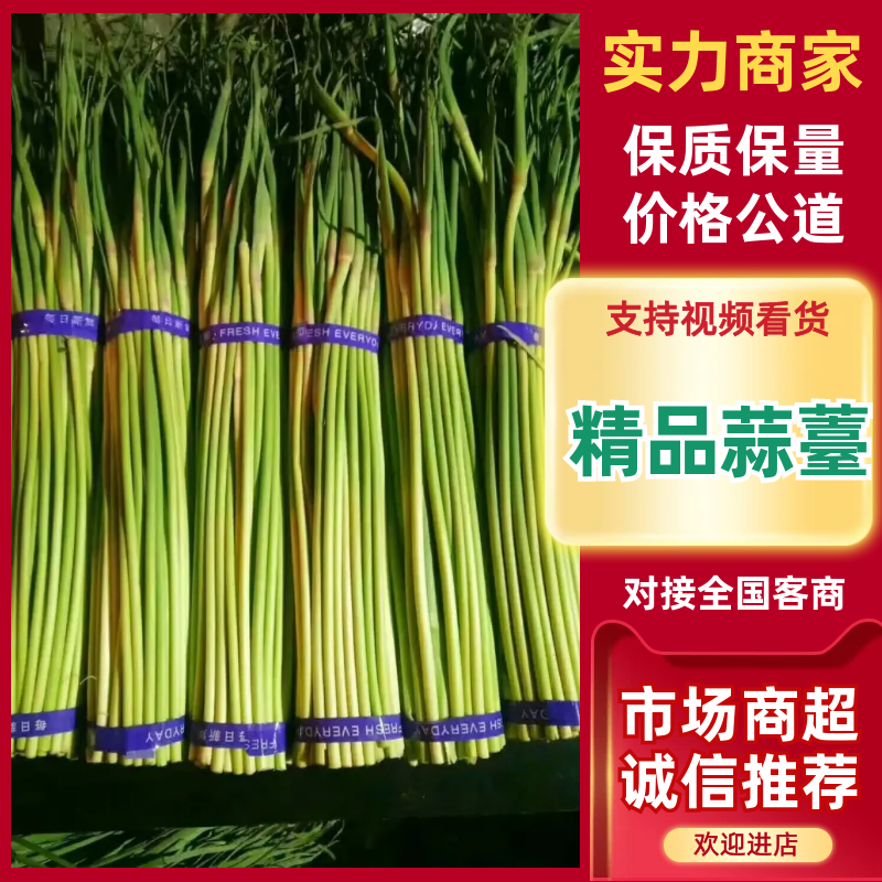红帽蒜苔，精品蒜薹，大量新鲜现货速发欢迎选购