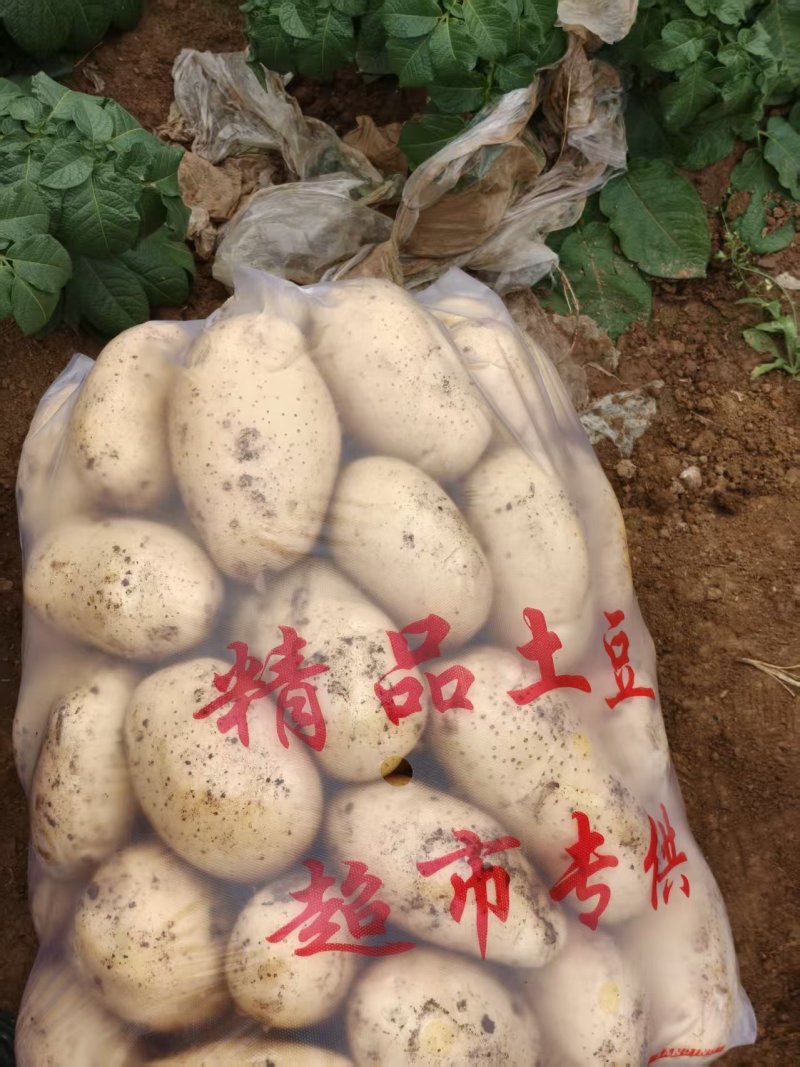 湖北南漳县沃土5号土豆一手货源地可对接商超市场冷库