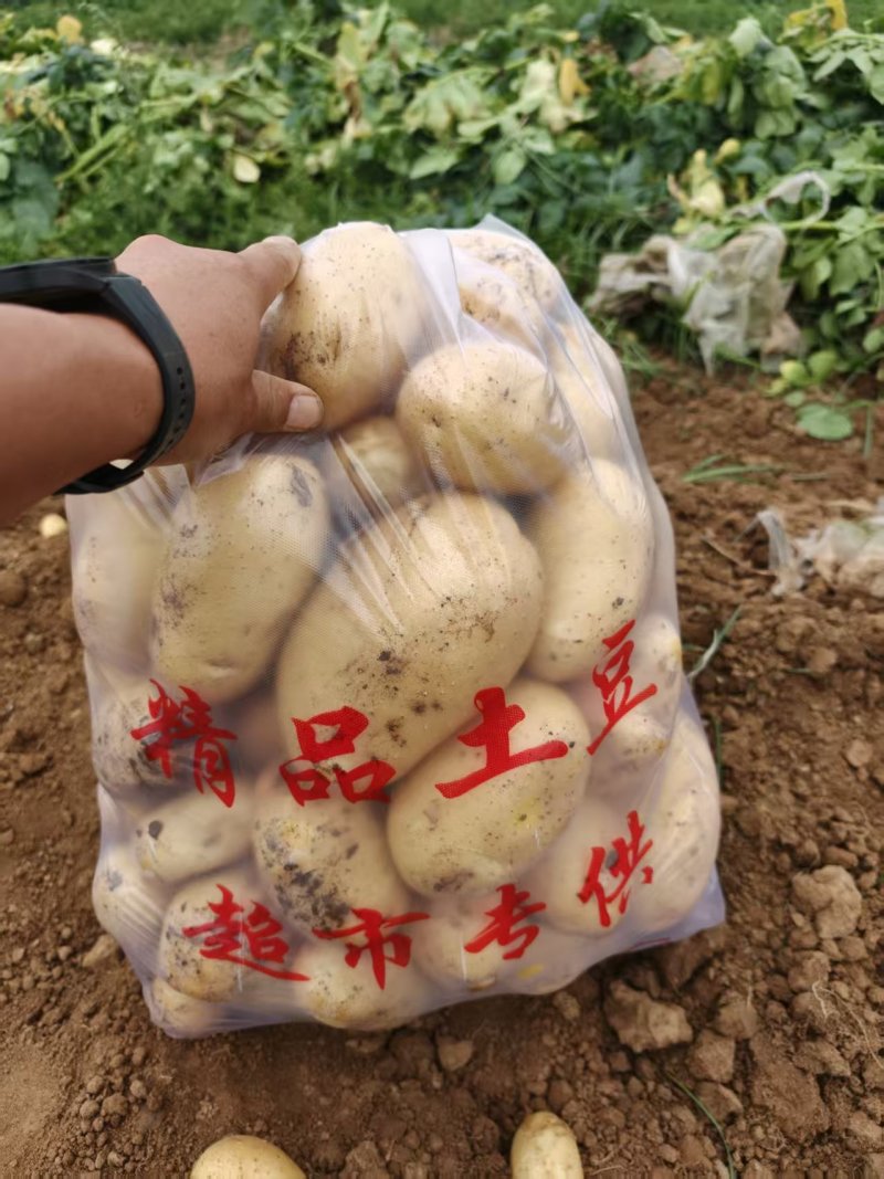 湖北南漳县沃土5号土豆一手货源地可对接商超市场冷库
