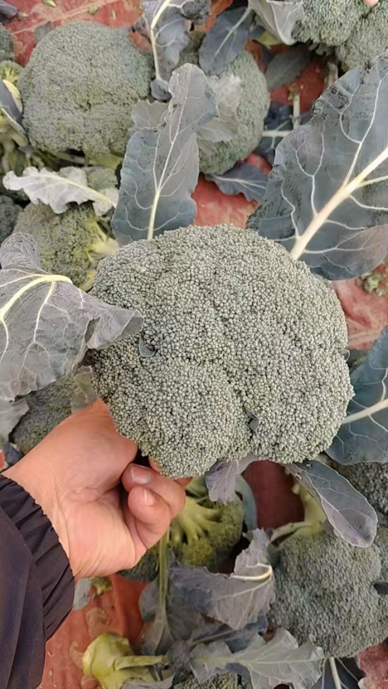 江苏精品西兰花货源充足小米粒欢迎老板来基地考察订购