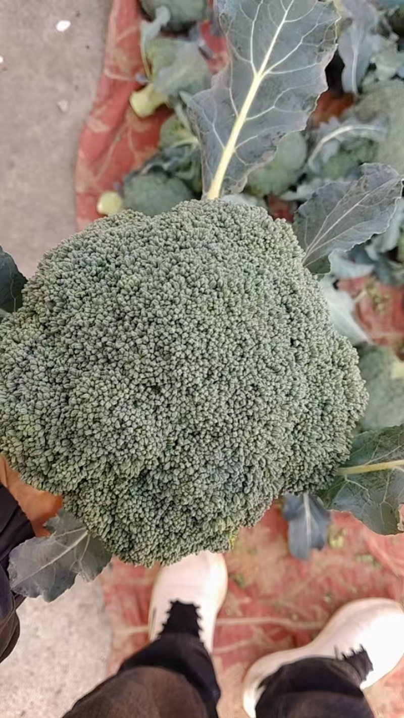 江苏精品西兰花货源充足小米粒欢迎老板来基地考察订购