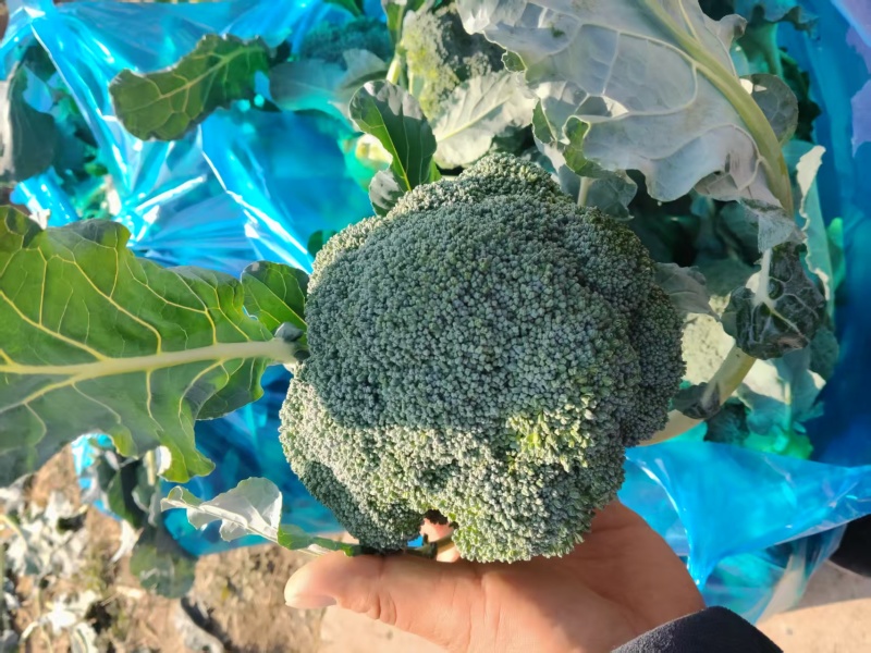 江苏精品西兰花货源充足小米粒欢迎老板来基地考察订购