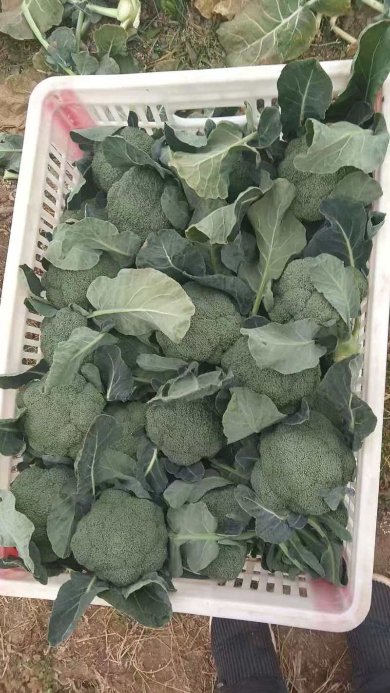 江苏精品西兰花货源充足小米粒欢迎老板来基地考察订购