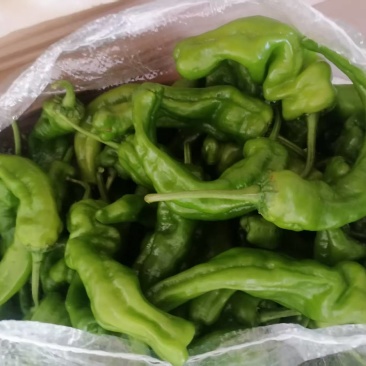 江苏精品薄皮椒大量上市万亩基地承接食堂电商市场商超
