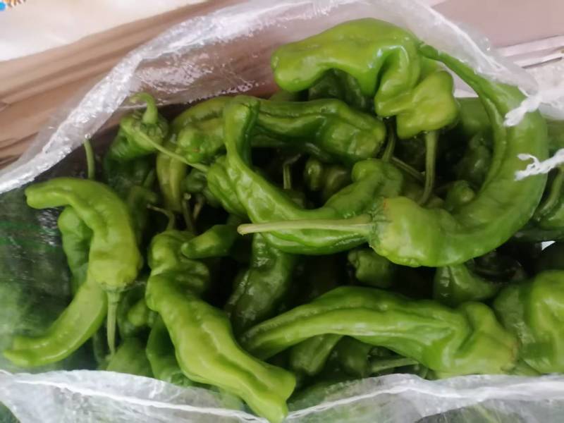 江苏精品薄皮椒大量上市万亩基地承接食堂电商市场商超