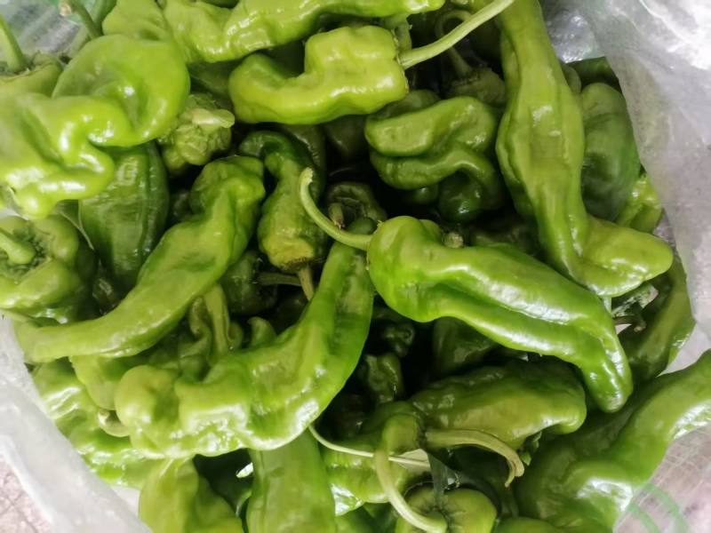 江苏精品薄皮椒大量上市万亩基地承接食堂电商市场商超