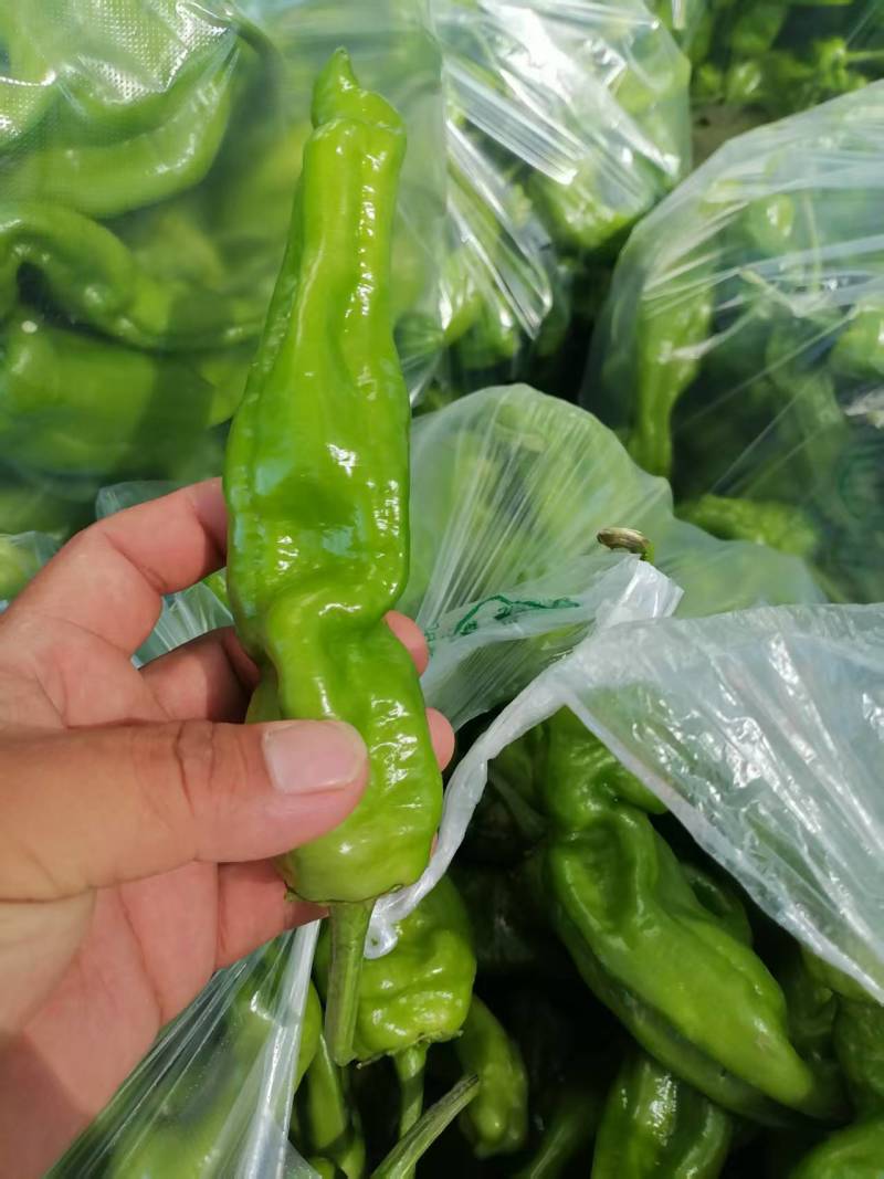 江苏精品薄皮椒大量上市万亩基地承接食堂电商市场商超