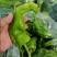 江苏精品薄皮椒大量上市万亩基地承接食堂电商市场商超