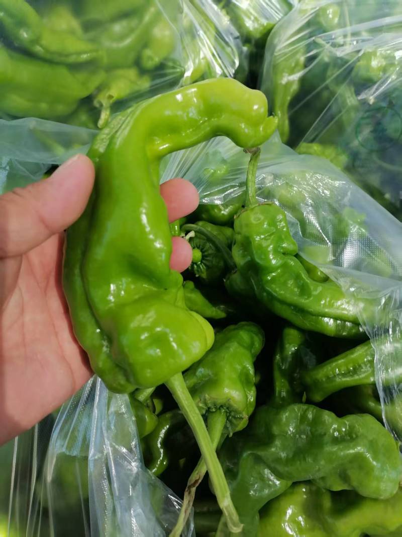 江苏精品薄皮椒大量上市万亩基地承接食堂电商市场商超
